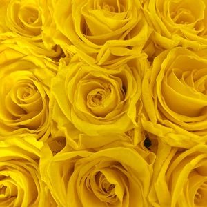 Meet your Posher, Alyson